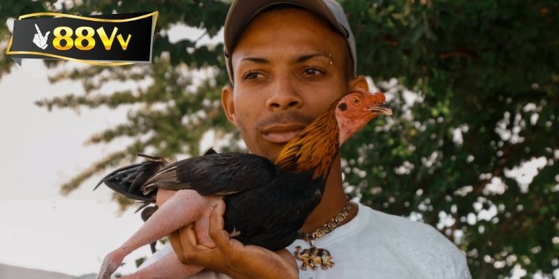 Đôi nét cách làm gà sung sức và máu chiến