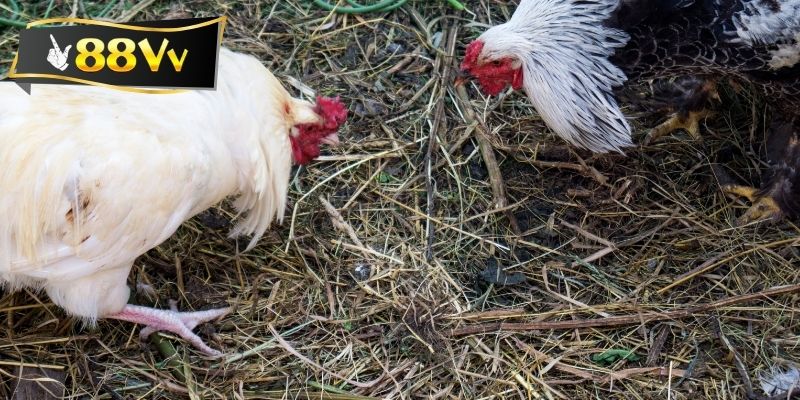 Giới thiệu sảnh đá gà 88VV