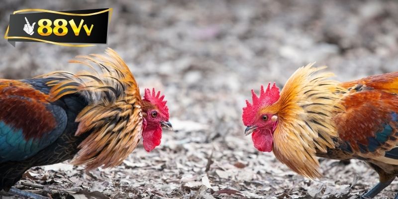 Vài nét chính về đá gà Thomo Campuchia